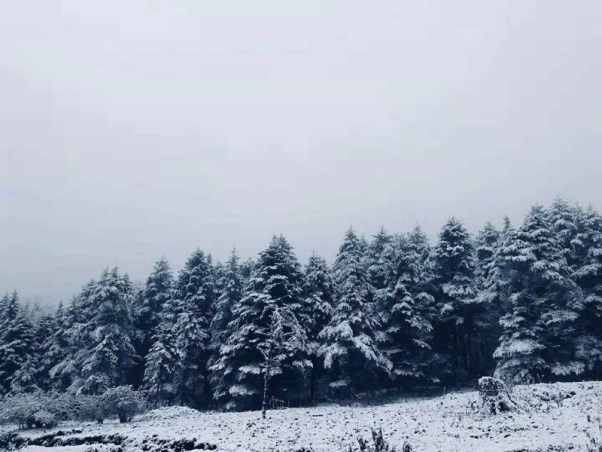 达瓦更扎2的雪.jpg