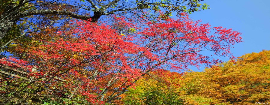 光雾山红叶