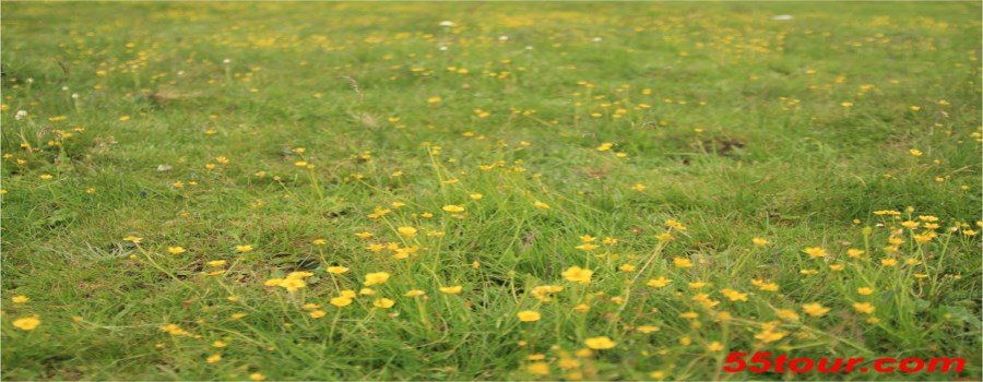 花湖小黄花